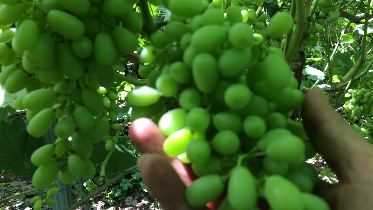 CRIMSON SEEDLESS  CENTRAL GREECE