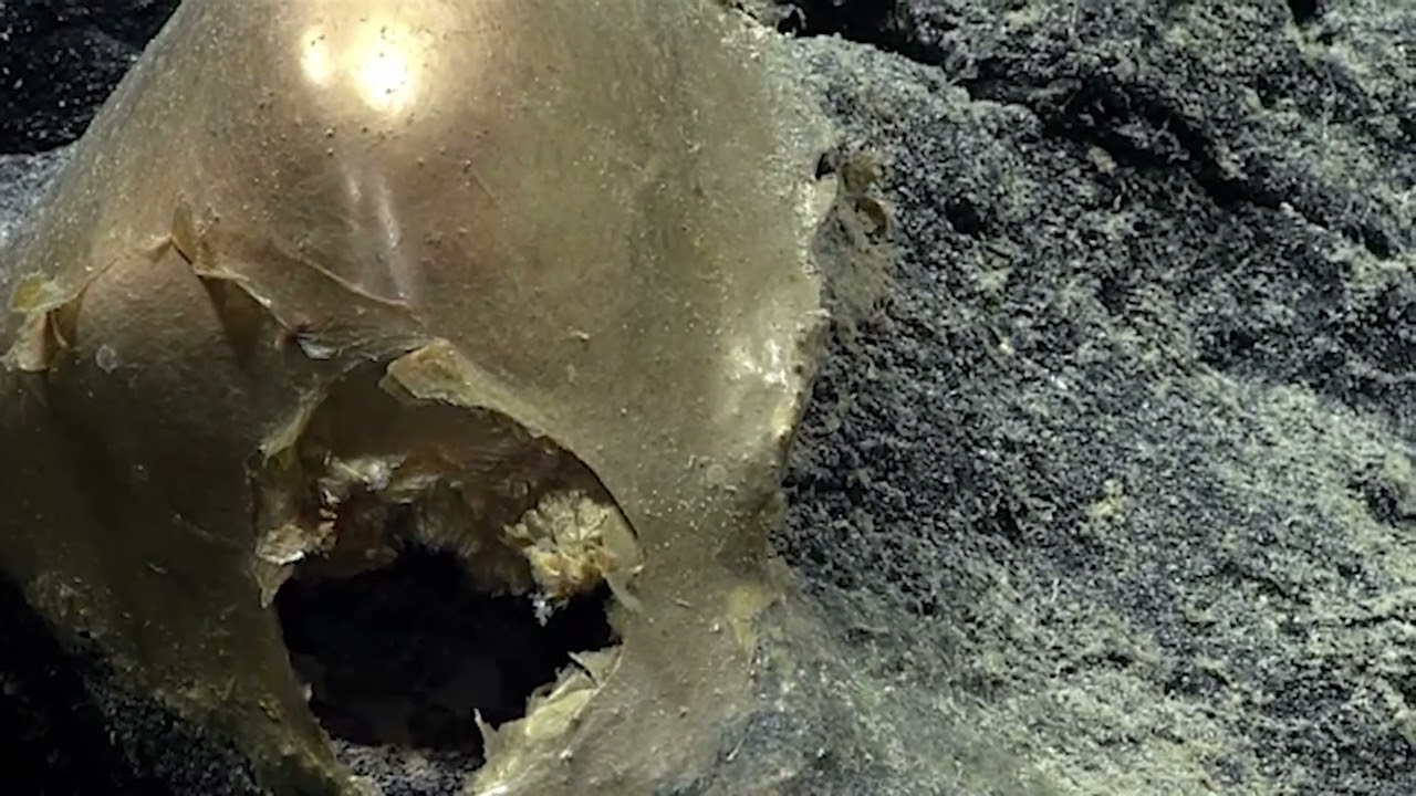 Mysterious Golden Orb Found At Bottom Of Alaskan Gulf Baffles Scientists
