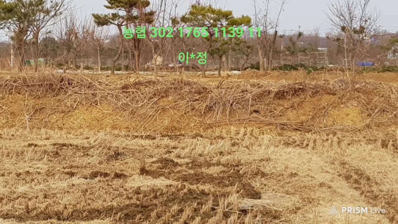 이혜정다육tv🎍매일방송*커버곡.신청곡 틀어드립니다.(610)