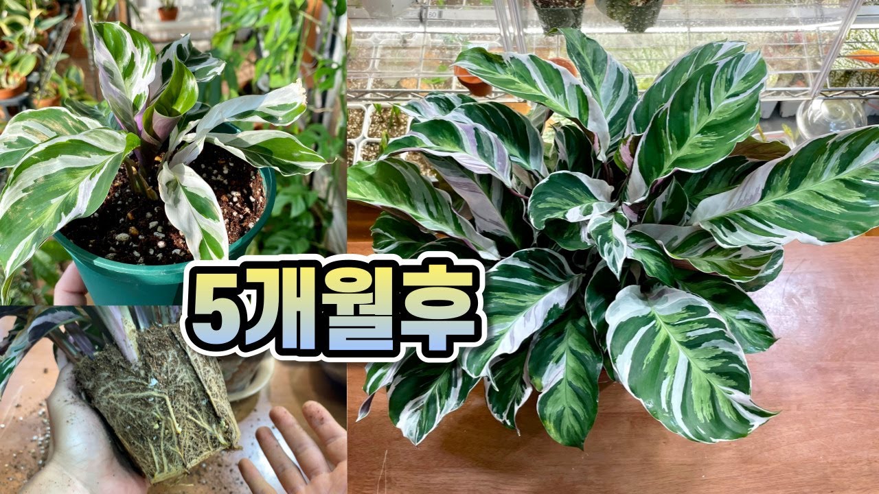 칼라데아 퓨전화이트 잘 키우는법!! 분갈이와 번식법!!