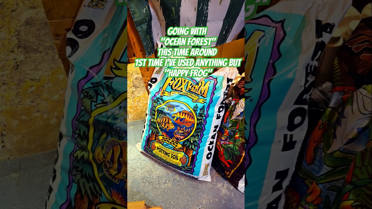 Fox farm soil/ substrate #shortvideo #homegrown #flowers #420 #cannabiscommunity420