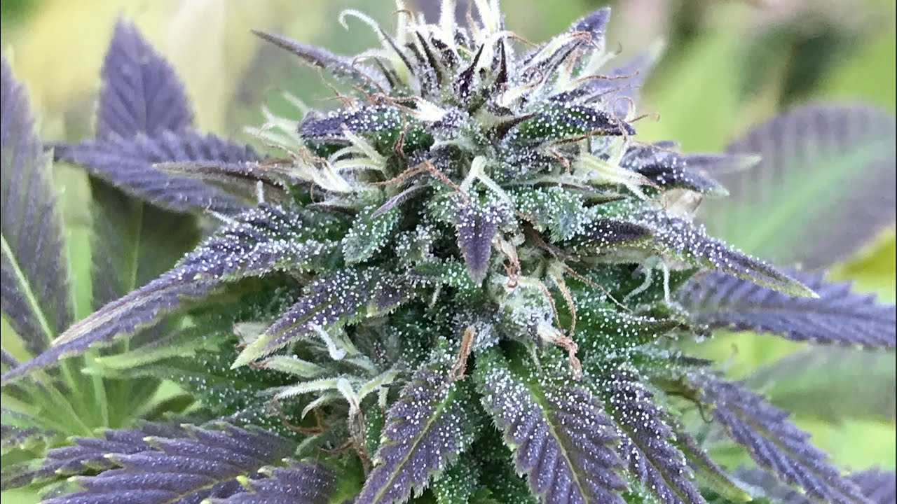 Outdoor cannabis grow week #5 of flower 2020