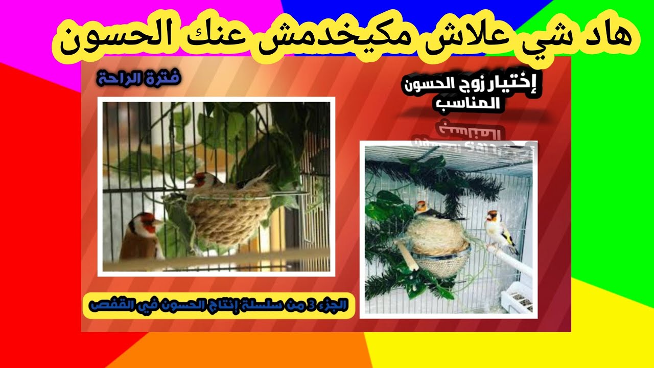 إنتاج الحسون في القفص ،تفريخ الحسون ، فترة الراحة.