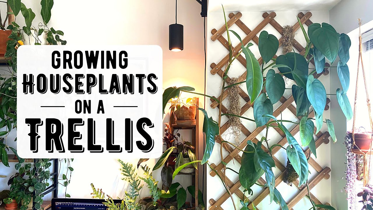 Using A Trellis In Your Indoor Garden