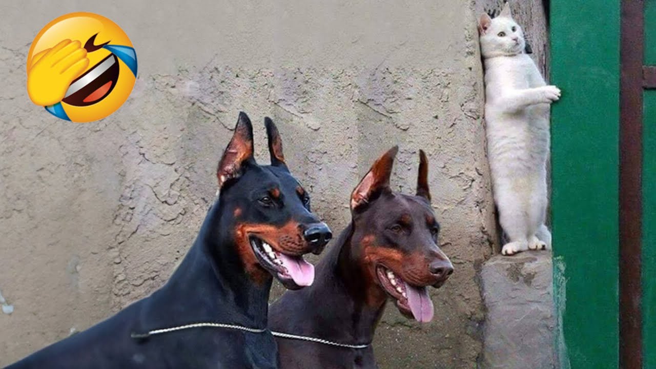 Новые Забавные Животные 😅 Самые смешные видео с собаками и кошками 😹🐶 Часть 5