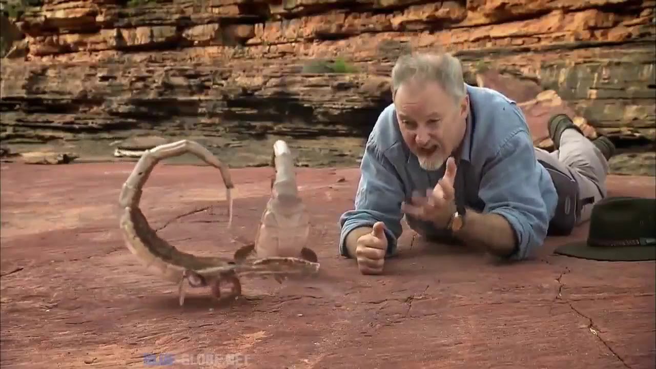 History Channel Documentary   The Secrets of the Ordovician Age   BBC Documentary