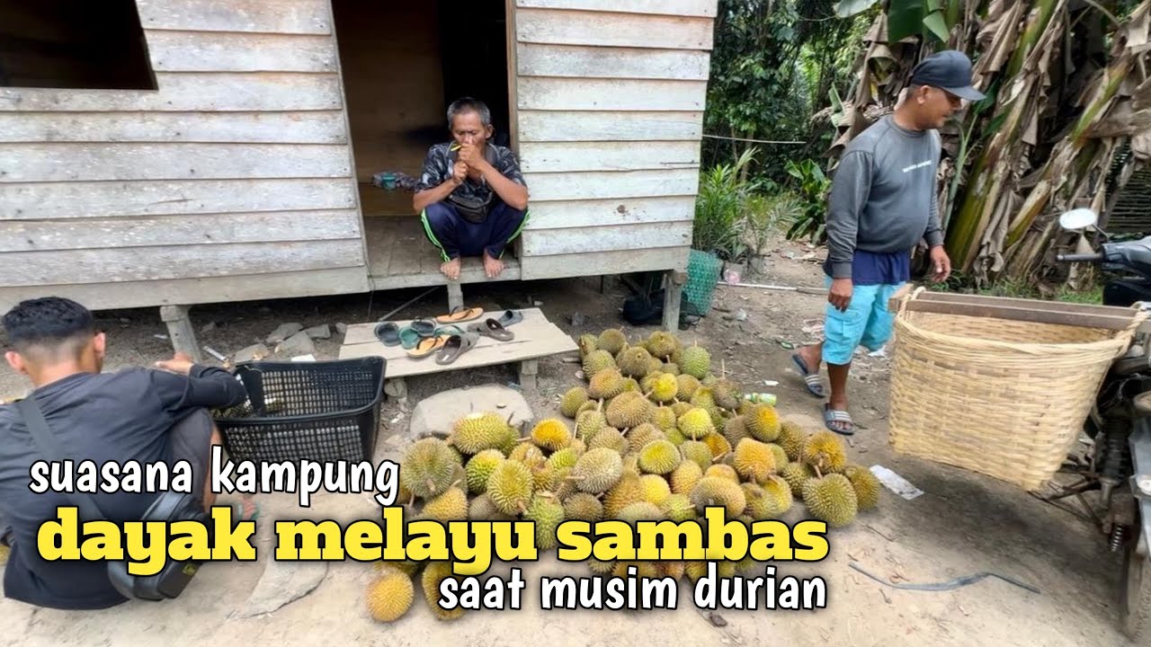 Suasana kampung yang dihuni suku Dayak dan melayu sambas saat musim durian