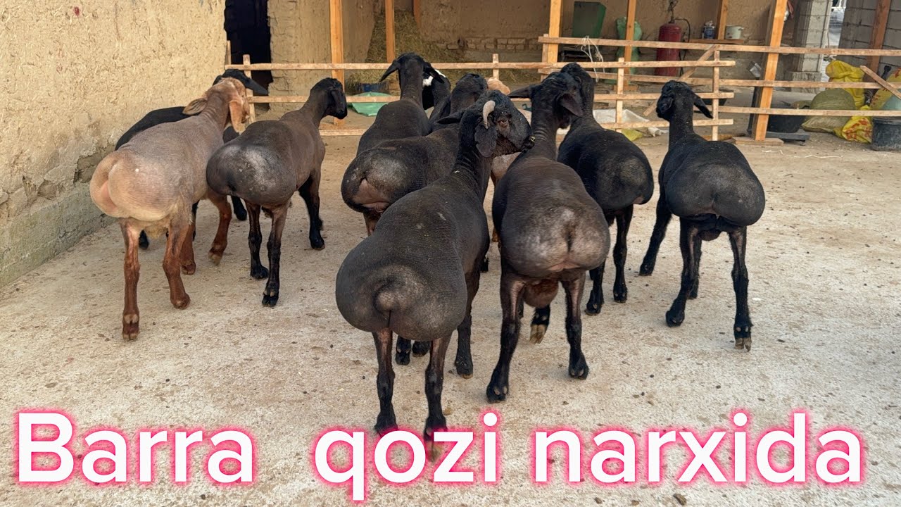Barra qozi narxida toxli qochqorlar narxi ozgacaha 943058788