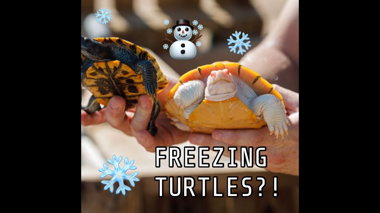 Why My Turtles FREEZE Every Winter.. ON PURPOSE!