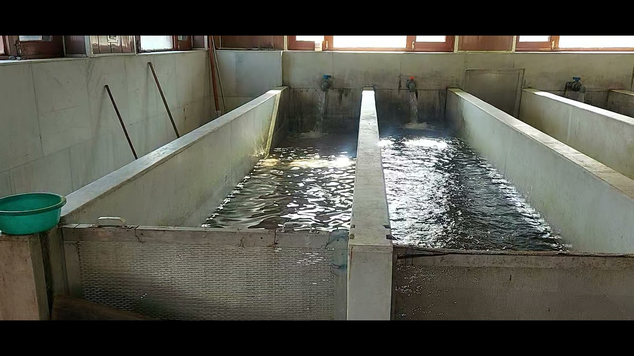 Small IPRS hatchery in shrinagar 83008 74712 