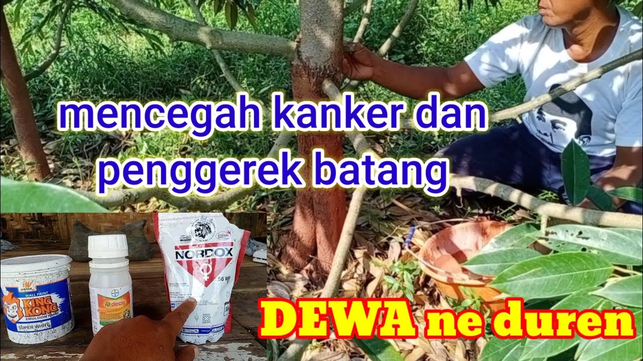 Upaya pencegahan penggerek dan kanker batang (@dewaneduren)