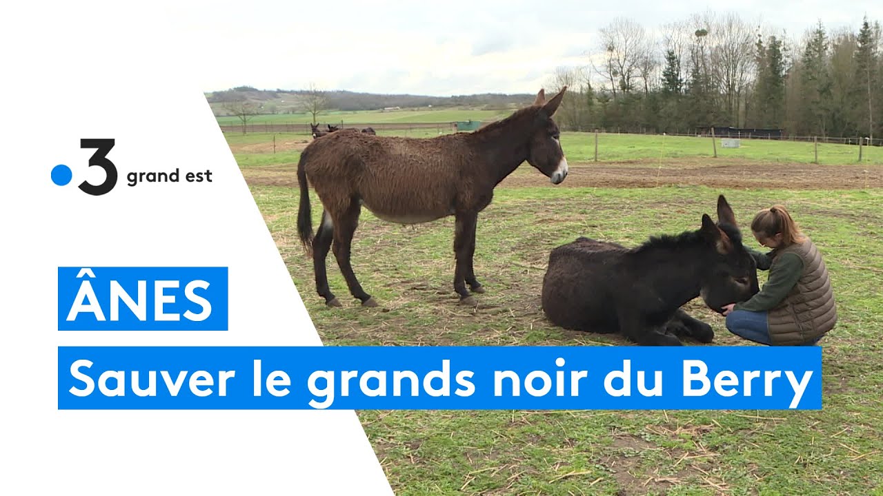Elle veut sauver les ânes grand noir du Berry, des animaux en voie de disparition