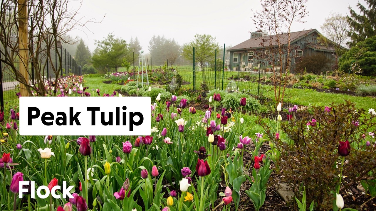Spring COTTAGE GARDEN Stroll and TULIP Tour  — Ep. 306