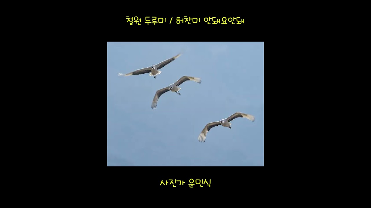철원 두루미 /허찬미 안돼요안돼