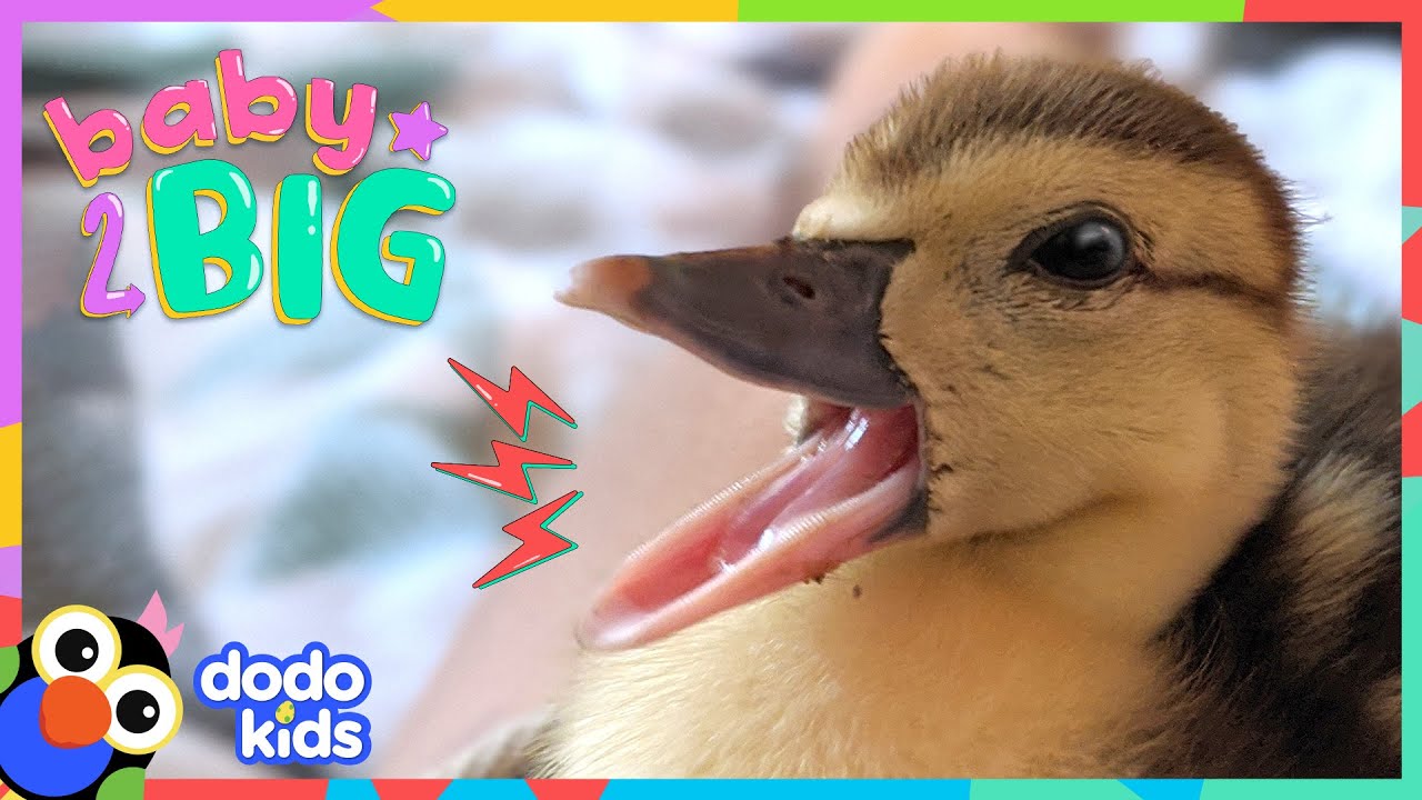 Watch This Duck Hatch From Her Egg And Grow SO BIG! | Dodo Kids | Baby 2 Big