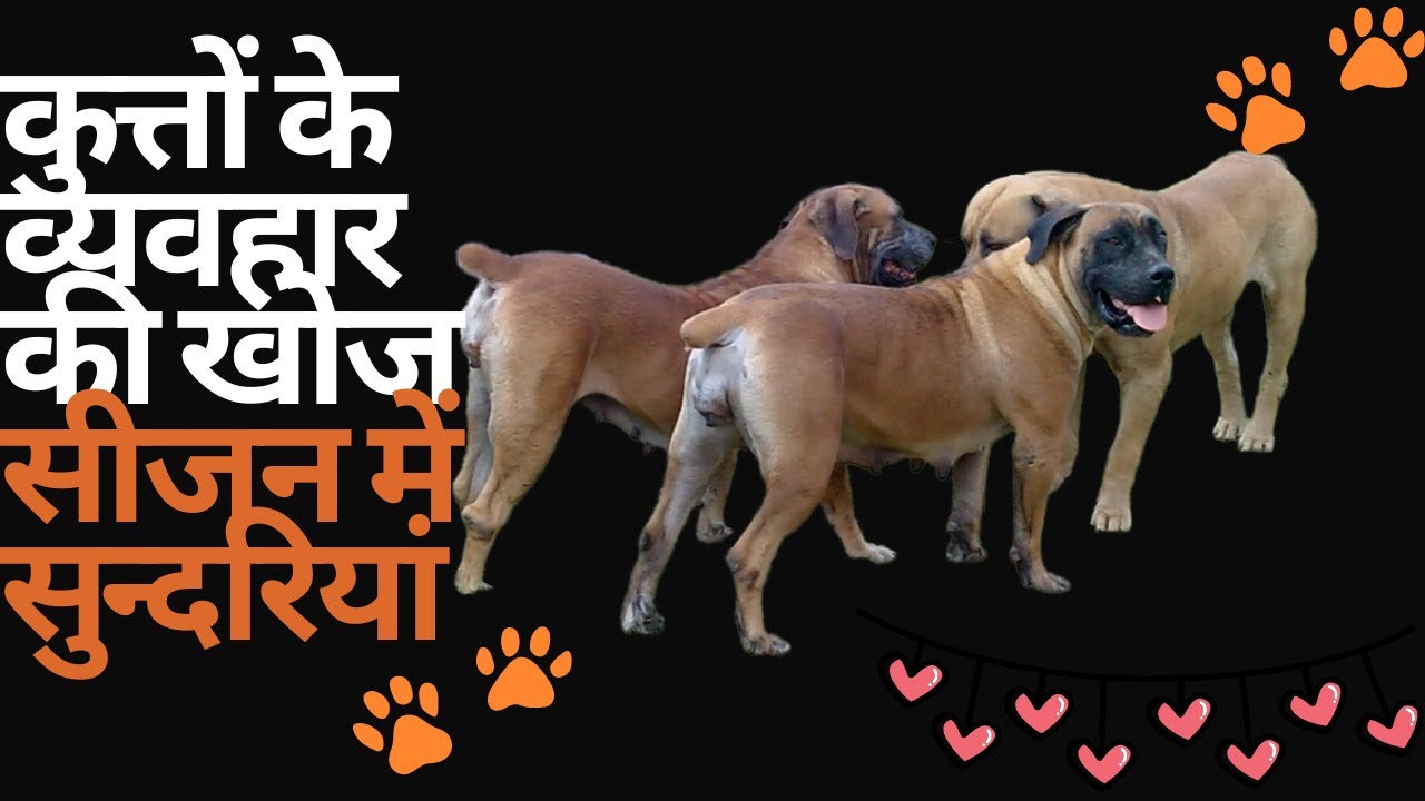 Real Boerboels -  🐾गर्मी पर कुतिया🐾