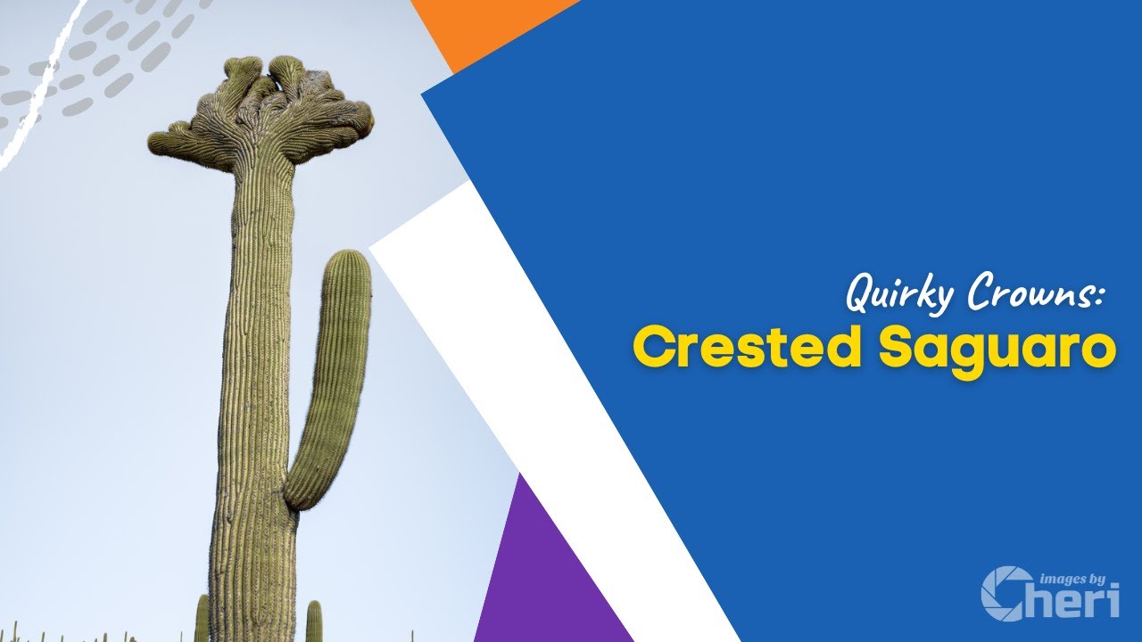 Quirky Crowns: Crested Saguaro