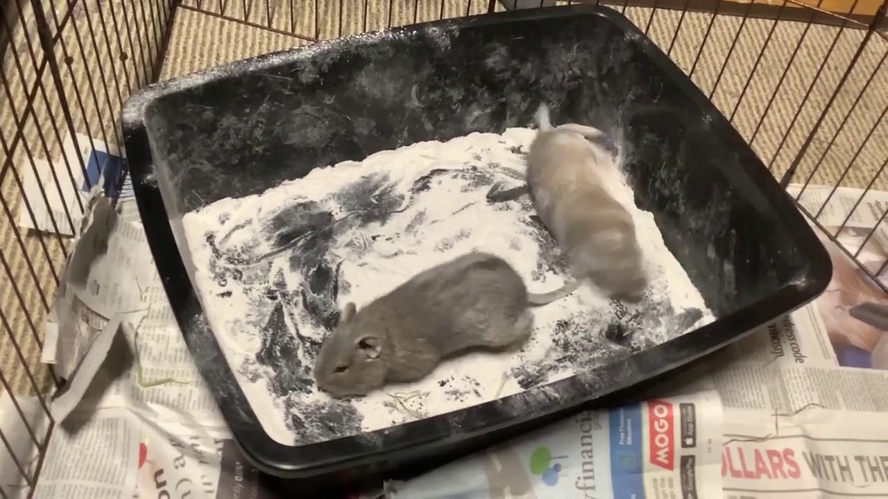Degu Dust Bath | Tom and Gerri Have a Spa Day #KULITSKYTV #feelingfresh #feellikeespasol