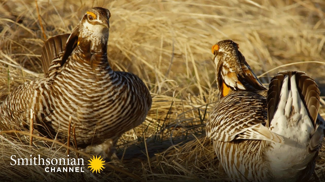 WILD: These Sage Grouse Dance Moves Are Impressive! 😍 America's Wild Seasons | Smithsonian Channel