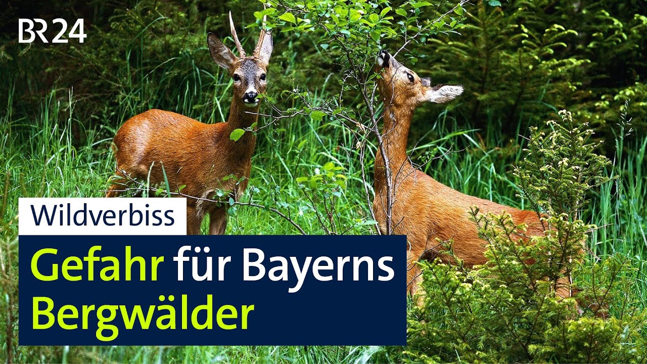 Bergw&auml;lder: Wildverbiss nimmt zu | BR24