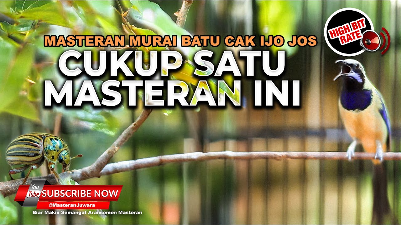 Suara Cucak Cungkok Super Gacor Masteran Murai Batu Gacor