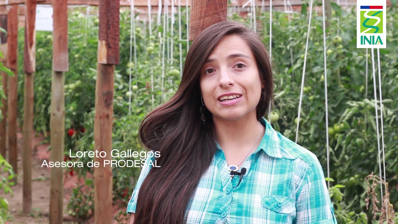 INIA QUILAMAPU - Variedades de tomates antiguos
