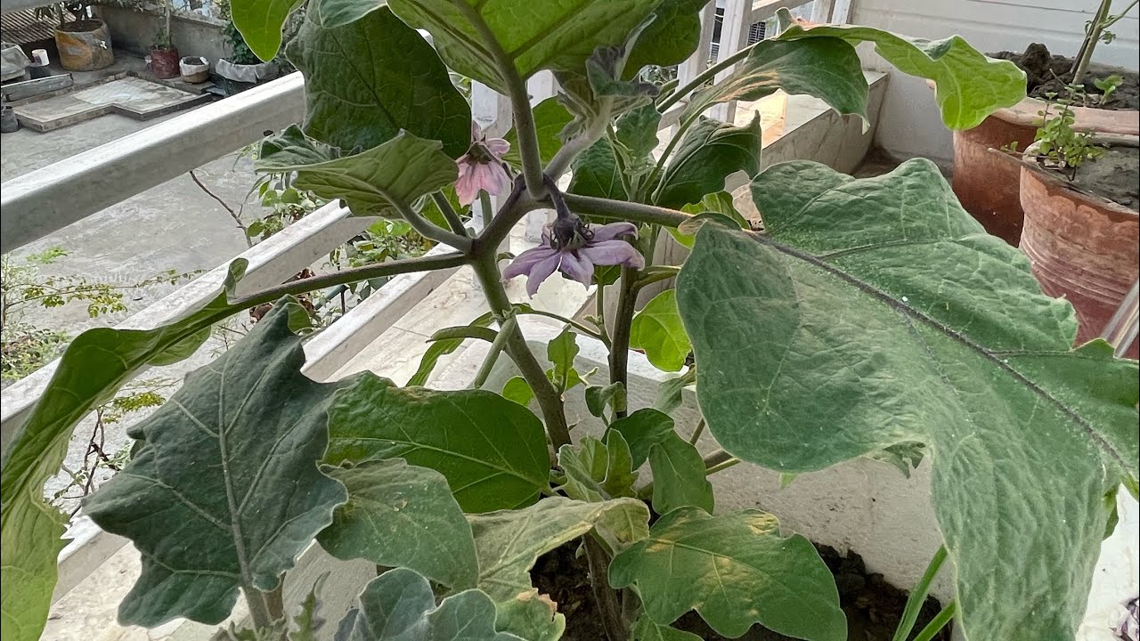 বারান্দায় বেগুন গাছ।