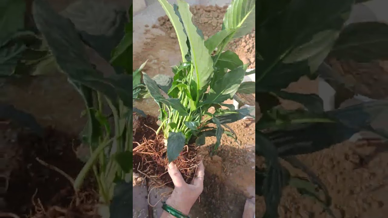 #peace Lily 🌱#ek paudhe se banae 6 paudhe 🌱🌱