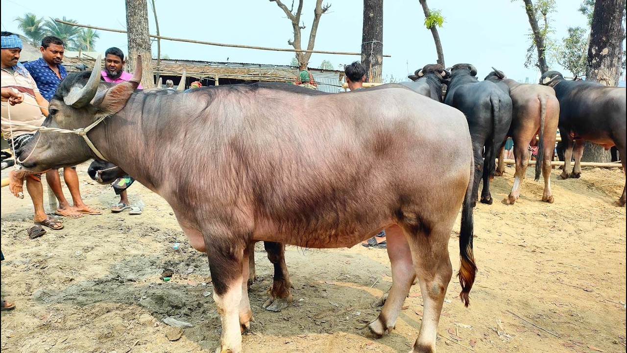 ১০/৩/২৬/পবিত্র ঈদুল ফিতর উপলক্ষে ব্যাপক আমদানি হয়েছে ভরপুর মাংসের উপযোগী দানব আকৃতির মহিষের।