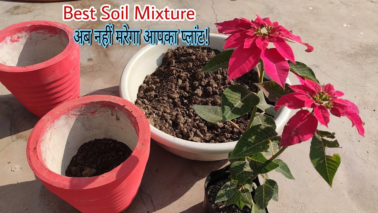Poinsettia Plant Repotting|| Poinsettia New Plant Repot||Best Potting Soil
