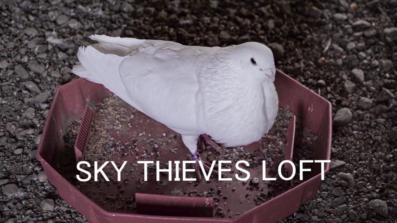 White Cuban Thief Pouter 4k Action
