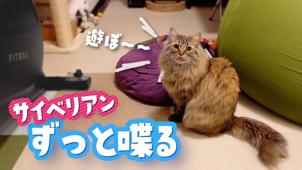 サイベリアンはよく喋る甘えん坊な猫です