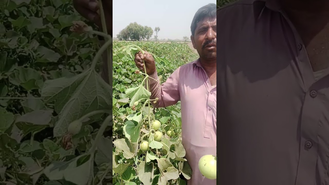 bottle gourd visit,,, Green king