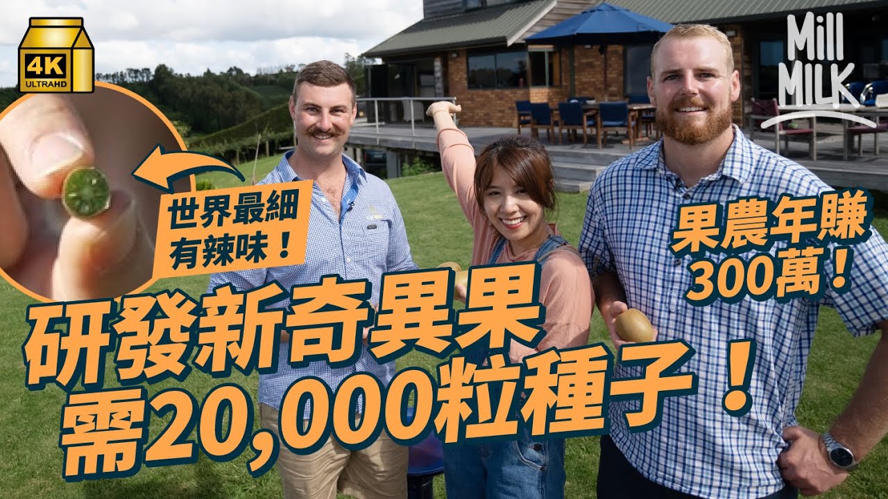 #MM｜紐西蘭奇異果果園平均年賺$300萬！試食世界最細＋辣味奇異果 用2萬粒種子研發新品種至少花十年時間 政府立法成唯一品牌 果農被視為高尚職業｜#牌子嘢 #4K