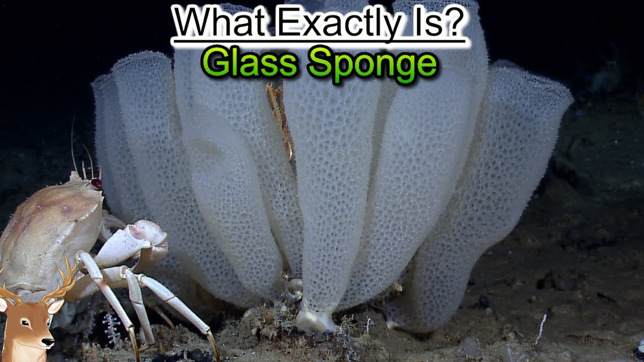 What Exactly is: Glass Sponge | The Witnesses of Earth Recent History