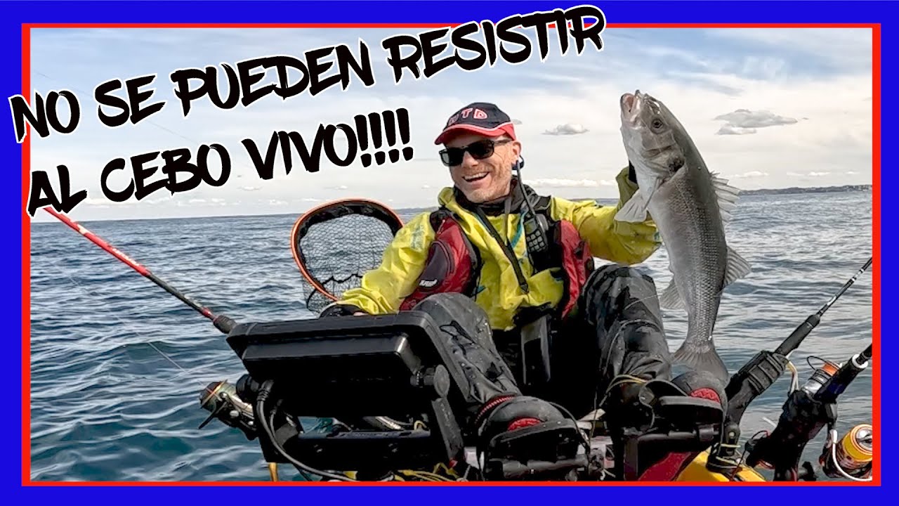 💥PESCA de LUBINAS con CEBO VIVO | 2023 IRRESISTIBLE💥