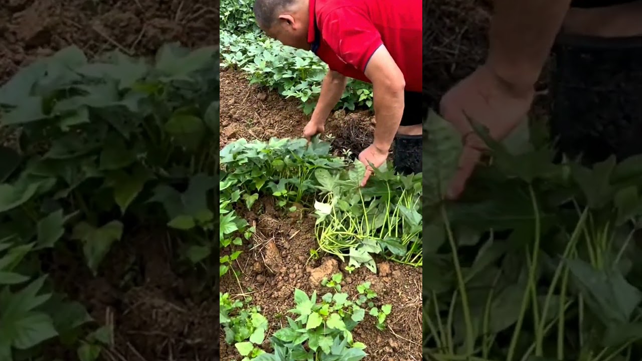 Techniques To Have Higher Yields Sweet Potato Farming #satisfying #shot