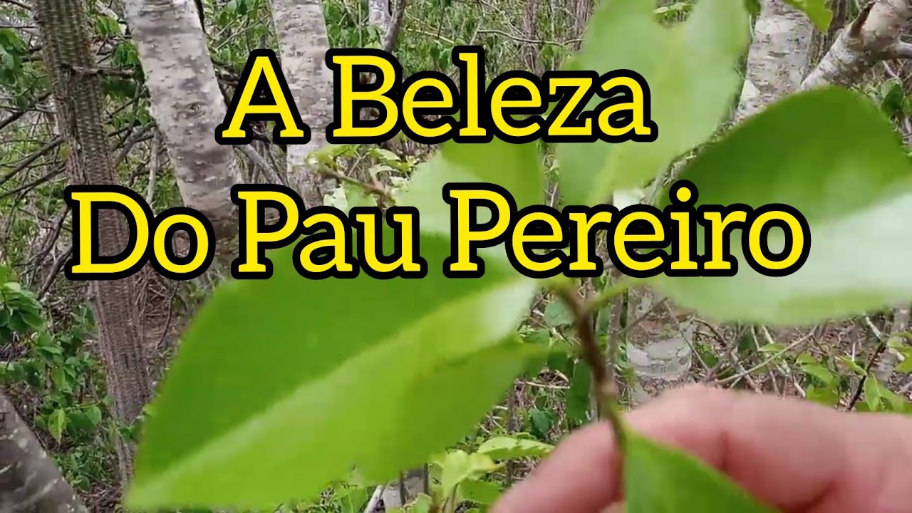 #bioma - Pau Pereiro