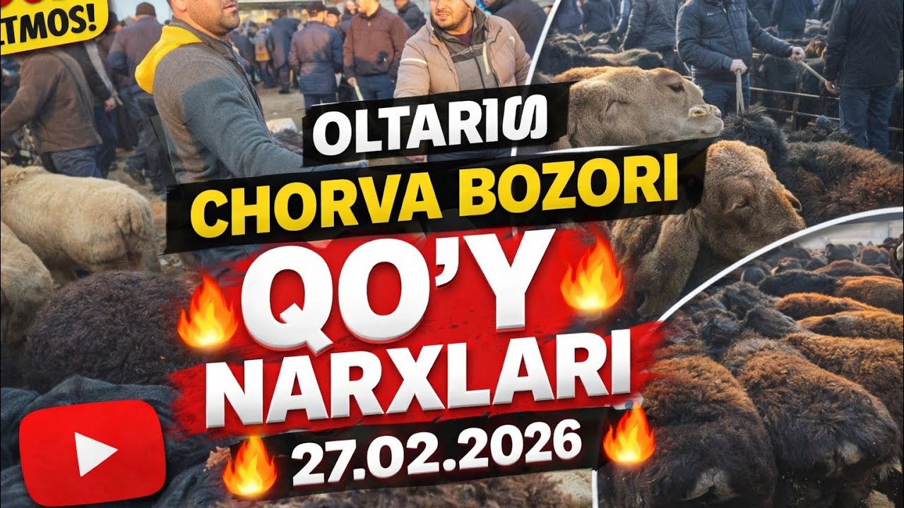 OLTARIQ CHORVA BOZORI QOʻY NARXLARI 27.02.2026✅️✅️✅️