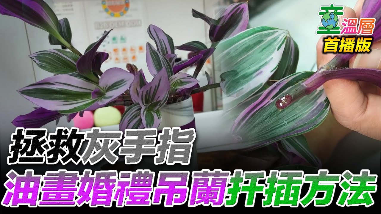 簡易栽種多肉植物，油畫婚禮吊籃仟插方法｜童溫層（首播版）｜2022.05.01