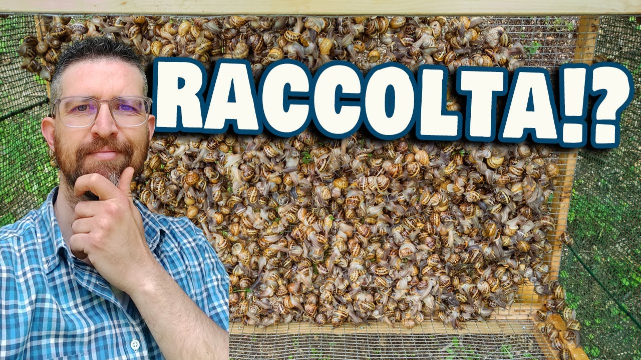 Raccolta maggio 2023 - SUPER riassunto generale della fase di raccolta e spurgatura!!