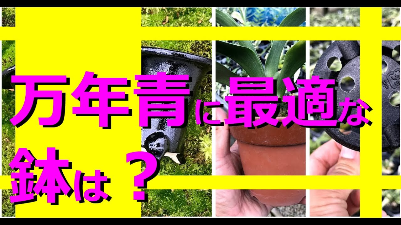 【万年青の鉢】プラ鉢、黒鉢、素焼き鉢、どれで植え替える？特徴と育て方の注意点【万年青の豊明園】【Repot pot OMOTO】水持ち、排水性、通気性、根張り、観賞価値