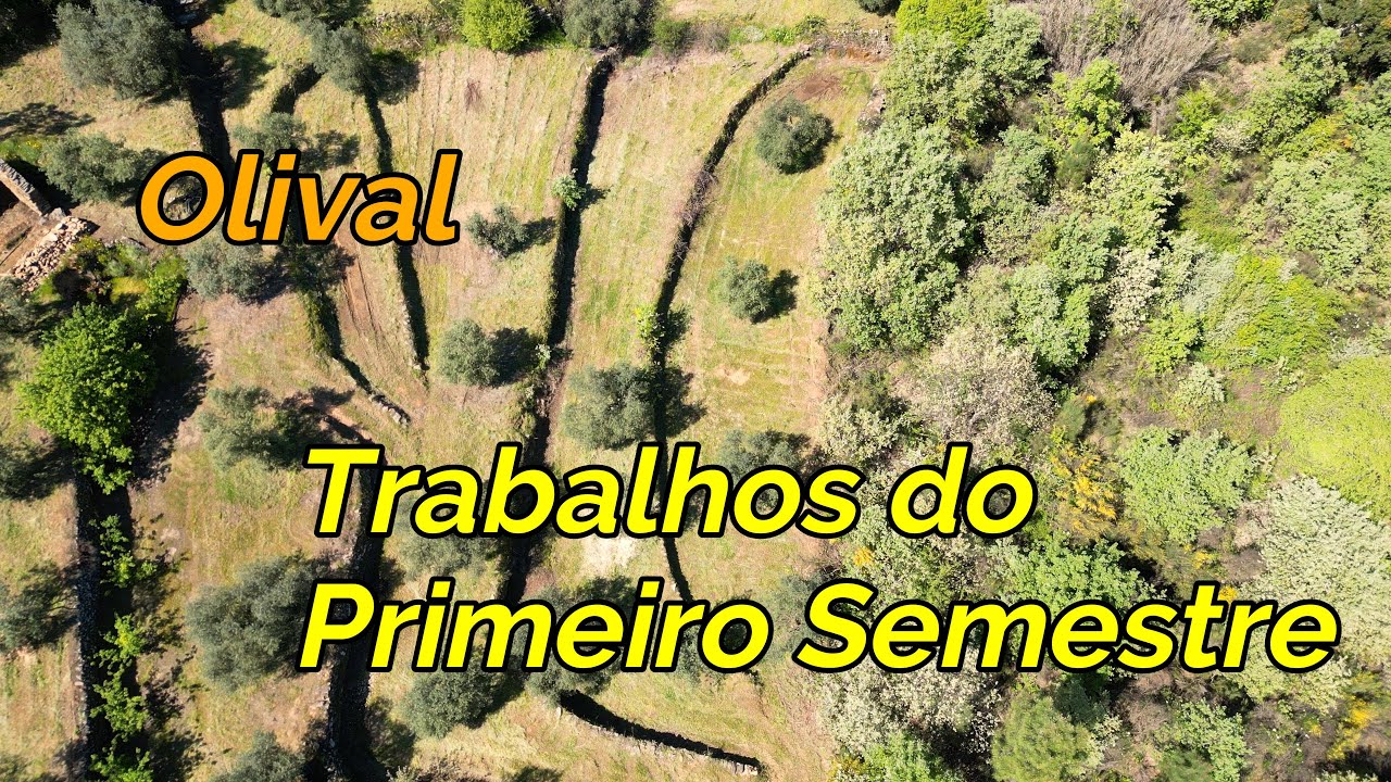 113 Olival  - Trabalhos do Primeiro Semestre