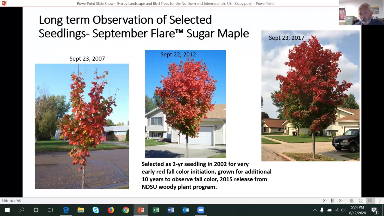 Potentially Hardy Landscape and Blvd Trees for Colorado &the Northern Plains Region  Greg Morgenson