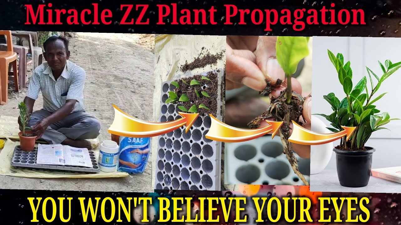 Miracle Propagation of ZZ plant at Home through its Leaves. Watch the Results