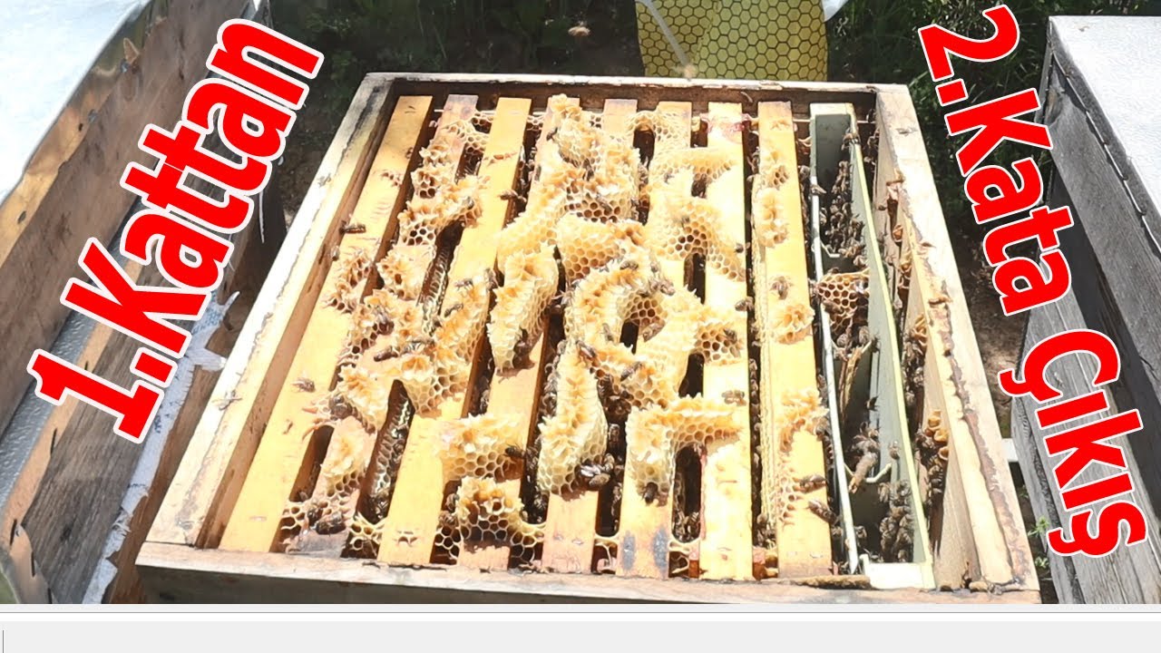 1.Katı Dolduran Arıya 2.Katın Atılma İşlemi ve Bala Hazırlık