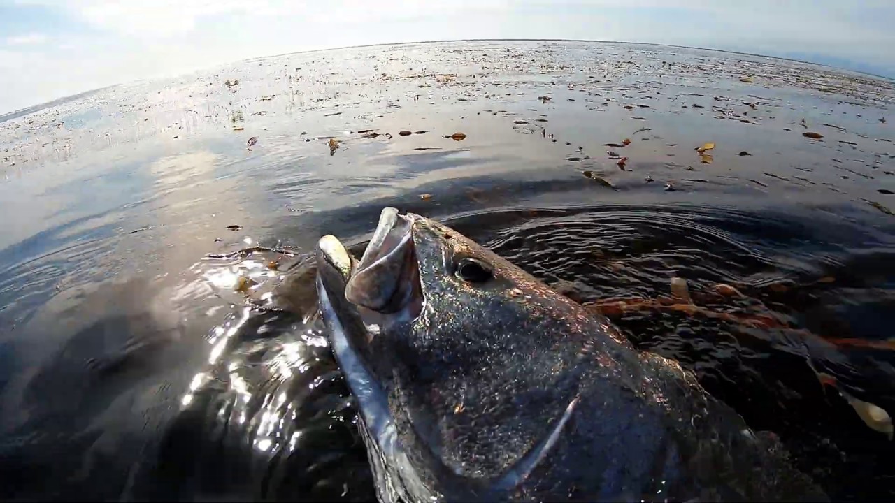 Spearing a White Seabass Early 2020