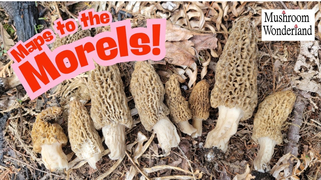 Maps to the Morels! Mushroom hunting with Modern Forager