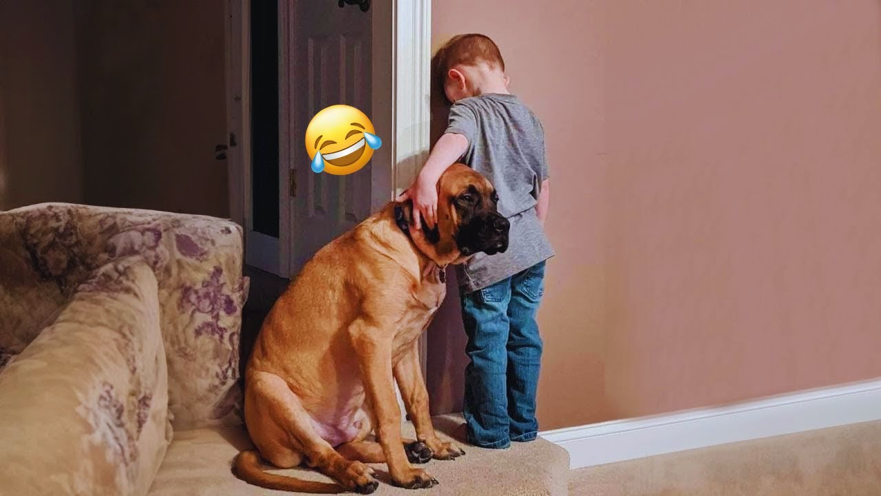 The Best of the Best! The Funniest Animal Videos of 2024! Funny DOG videos  🐶😂 #31