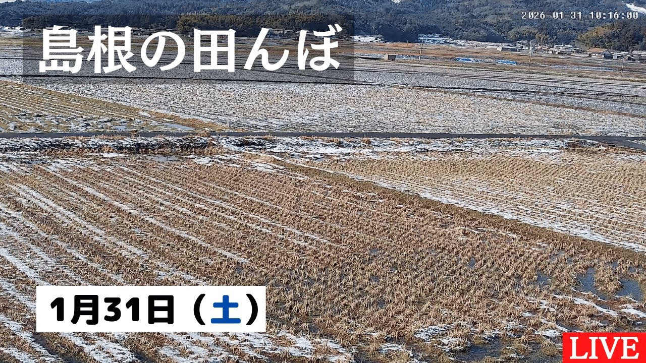 【2026/1/31】田んぼの様子をライブ配信！２４時間いつでも確認できます！｜自然 田舎 緑 癒し 島根県 八なお米穀店（はなお）